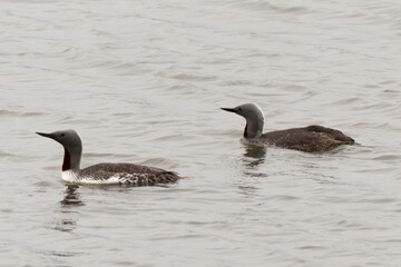 Plongeon catmarin,.Gavia stellata, Red throated Loon, Spitzberg, Svalbard, Norvège