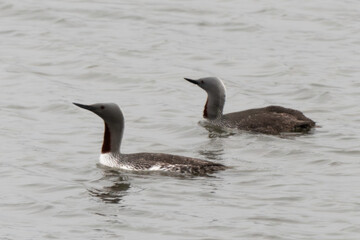 Fototapeta premium Plongeon catmarin,.Gavia stellata, Red throated Loon, Spitzberg, Svalbard, Norvège
