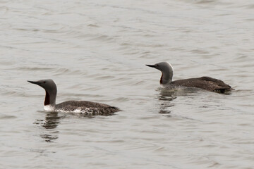 Plongeon catmarin,.Gavia stellata, Red throated Loon, Spitzberg, Svalbard, Norvège