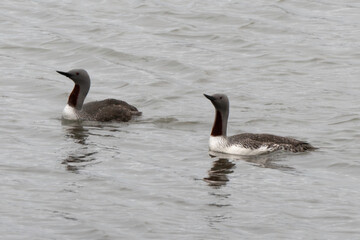 Plongeon catmarin,.Gavia stellata, Red throated Loon, Spitzberg, Svalbard, Norvège