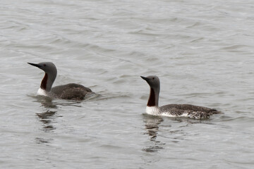 Fototapeta premium Plongeon catmarin,.Gavia stellata, Red throated Loon, Spitzberg, Svalbard, Norvège