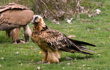 Gypaète barbu,.Gypaetus barbatus, Bearded Vulture, Vautour fauve, Gyps fulvus, Griffon Vulture,  Pyrénées