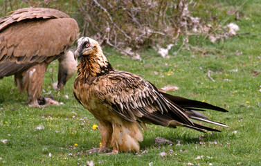 Fototapeta premium Gypaète barbu,.Gypaetus barbatus, Bearded Vulture, Vautour fauve, Gyps fulvus, Griffon Vulture, Pyrénées