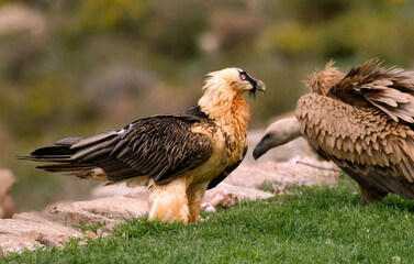 Gypaète barbu,.Gypaetus barbatus, Bearded Vulture, Vautour fauve, Gyps fulvus, Griffon Vulture,  Pyrénées