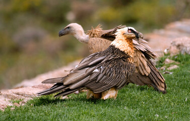 Gypaète barbu,.Gypaetus barbatus, Bearded Vulture, Vautour fauve, Gyps fulvus, Griffon Vulture,  Pyrénées