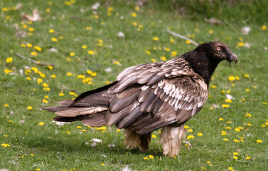 Gypaète barbu, jeune,.Gypaetus barbatus, Bearded Vulture, Pyrénées