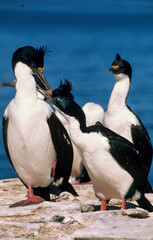 Obraz premium Cormoran impérial,.Leucocarbo atriceps , Imperial Shag, Iles Falkland, Malouines