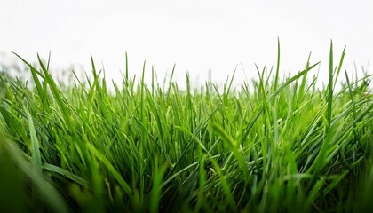 Obraz premium a close up image of a lush green lawn with blades of grass reaching up towards a clear white background