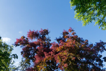 赤く燃えているようなスモークツリー