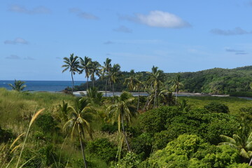 The green and lush flora and fauna of the interior of Fijian islands in the Pacific Ocean