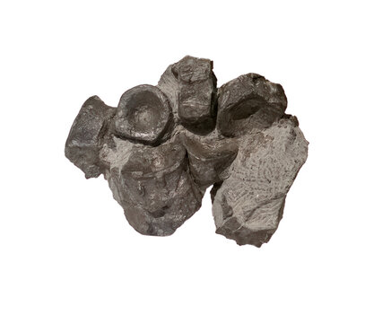 vertebrae fossil on white isolated.