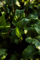 A close-up of a vibrant beetroot leaf, its red veins glowing under sunlight