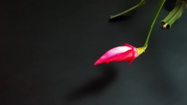 シャコバサボテンの開花タイムラプス❷