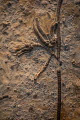 fossil of Encrinus liliiformis in the stone