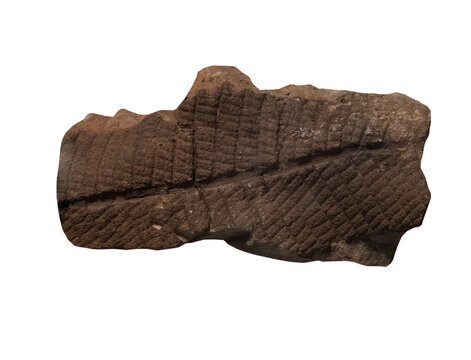 plant fossil isolated on white