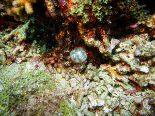 Underwater lifeunderwater, coral, sea, reef, fish, ocean, water, diving, tropical, scuba, nature, blue, marine, animal, coral reef, landscape, caribbean, diver, aquarium, red, wildlife, curacao