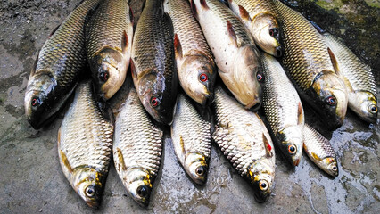 Rohu and olive barb fish selling in the fish market