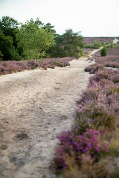 Frensham Pond 