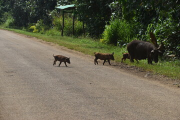 Wild hogs / pigs with their babies on Tonga in Polynesia