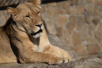 Obraz premium Lioness Zoo Enclosure Resting - A lioness relaxes on a rock in a zoo enclosure, possibly during a sunny day.