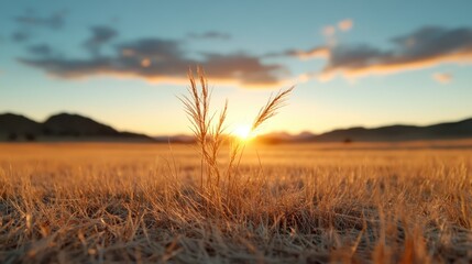 Fototapeta premium Golden grasses scatter light as the sun rises over a tranquil prairie landscape, offering a serene atmosphere that evokes peace and the vastness of nature's beauty.