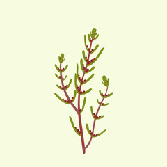 Sveda. Plant. Color vector illustration.
