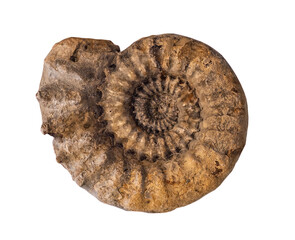 fossil of ammonite in the stone on white, isolated.