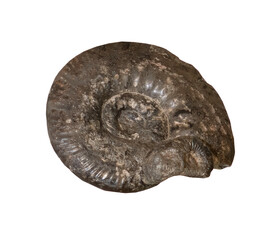 fossil of ammonite in the stone on white, isolated
