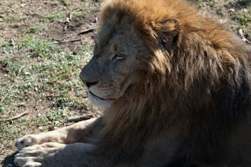 Obraz premium Lion, Grass, Resting - Male lion resting in the grass during the day.