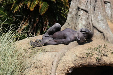 Obraz premium 宮崎市フェニックス自然動物園、宮崎県