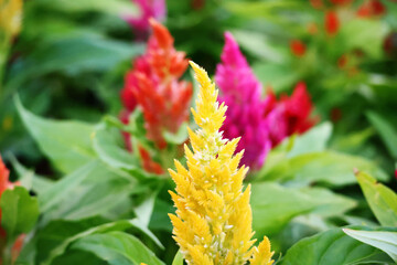 Yellow cockscomb flowers and other colors Many more in the planting plot in the evening.

