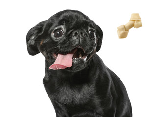 Cute dog and flying chew bone on white background. Pet care