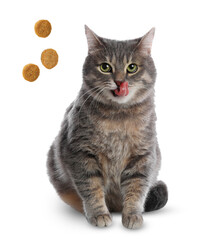 Adorable cat and flying dry food on white background. Pet care