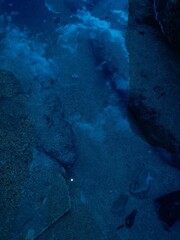 coral reef in the blue sea