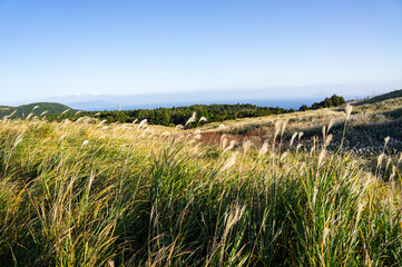 細野高原　ススキ