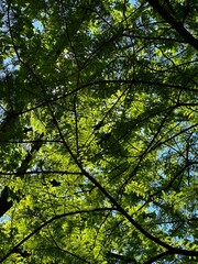 Fototapeta premium Under a tree glistening with light