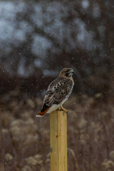 Hawk In The Snow