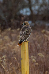 Hawk On A Bird House