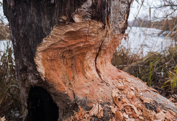 Close-up of a tree trunk gnawed by a beaver, showcasing detailed teeth marks and wood shavings.  Natural wetland environment with surrounding reeds and frozen water in the background.