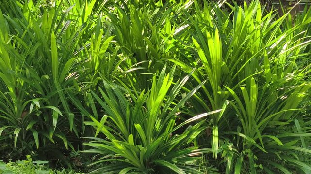 Pandanus tree in the garden