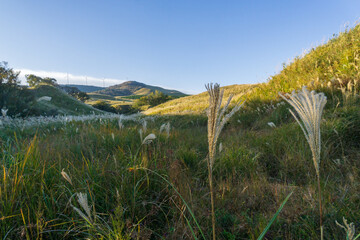 細野高原　ススキ