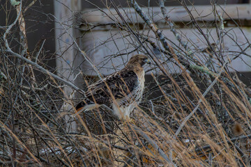 Hawk In A Bush