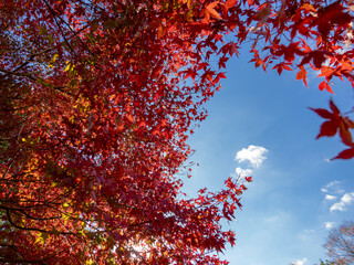 赤い紅葉が美しい