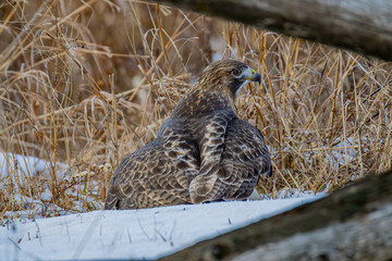 Hawk In The Snow