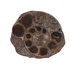 fossil of ammonite in the stone on white, isolated