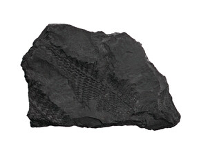 plant  fossil isolated on white © wlad074