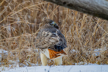 Hawk In The Snow