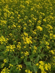 yellow flowers in the garden