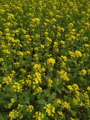 yellow flowers in the garden