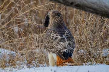 red tailed hawk